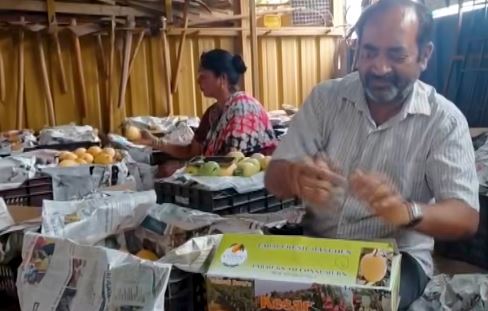 Karnataka Doctor Grows 30 Tonnes of Chemical-Free Kesar Mangoes on Rocky Land Using Israeli Technology